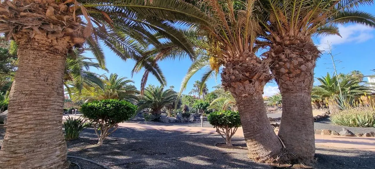 Oasis Royal 3 Piscinas Διαμέρισμα Κοραλέχο